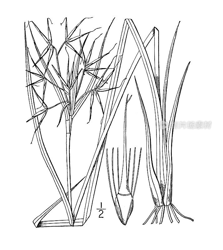 古植物学植物插图:Rynchospora corniculata，角蒲草